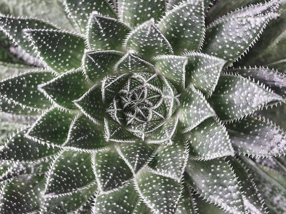 Succulent-Aloe Aristata art print by Assaf Frank for $57.95 CAD