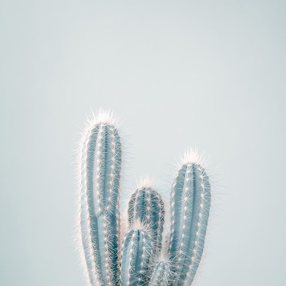 Micranthocereus Estevesii Cactus art print by Assaf Frank for $57.95 CAD