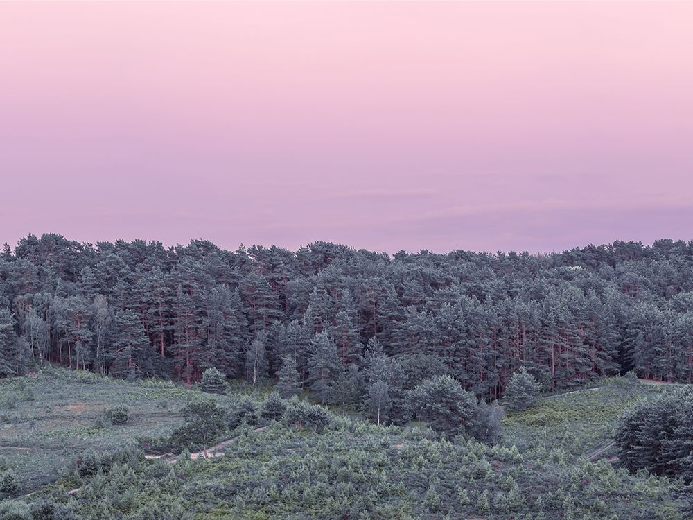 Dense Forest art print by Assaf Frank for $57.95 CAD