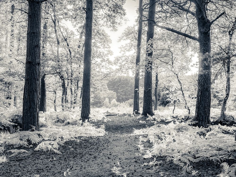 pathway through forest art print by Assaf Frank for $57.95 CAD