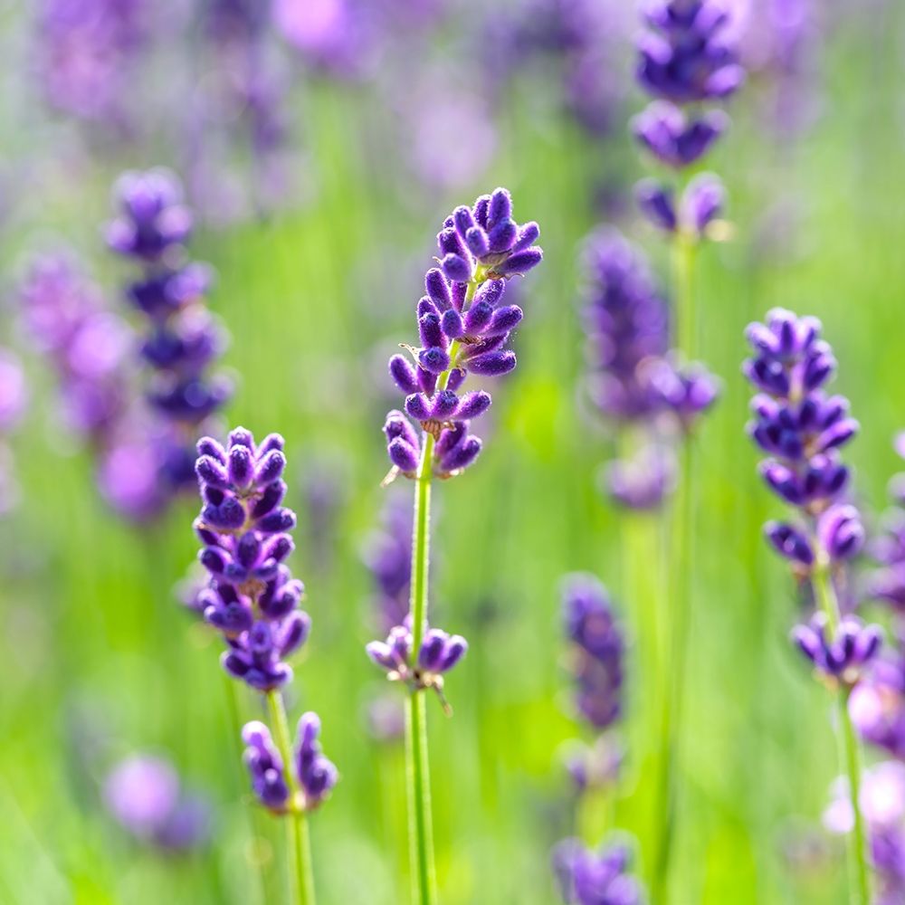Lavender art print by Assaf Frank for $57.95 CAD