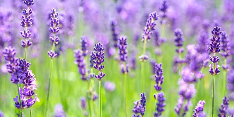 Lavender field art print by Assaf Frank for $57.95 CAD