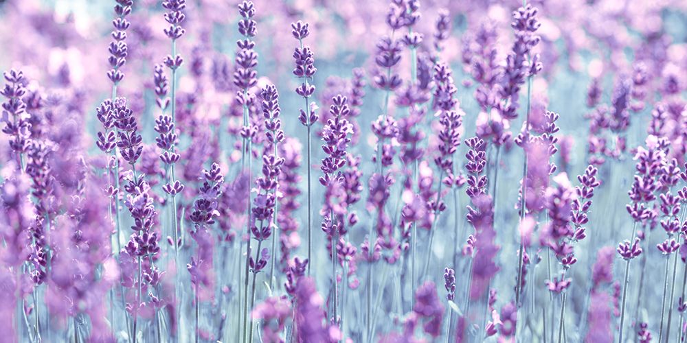 Lavender art print by Assaf Frank for $57.95 CAD