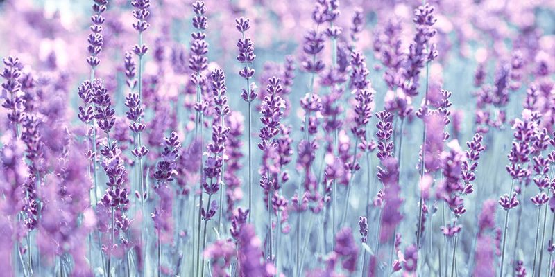 Lavender art print by Assaf Frank for $57.95 CAD