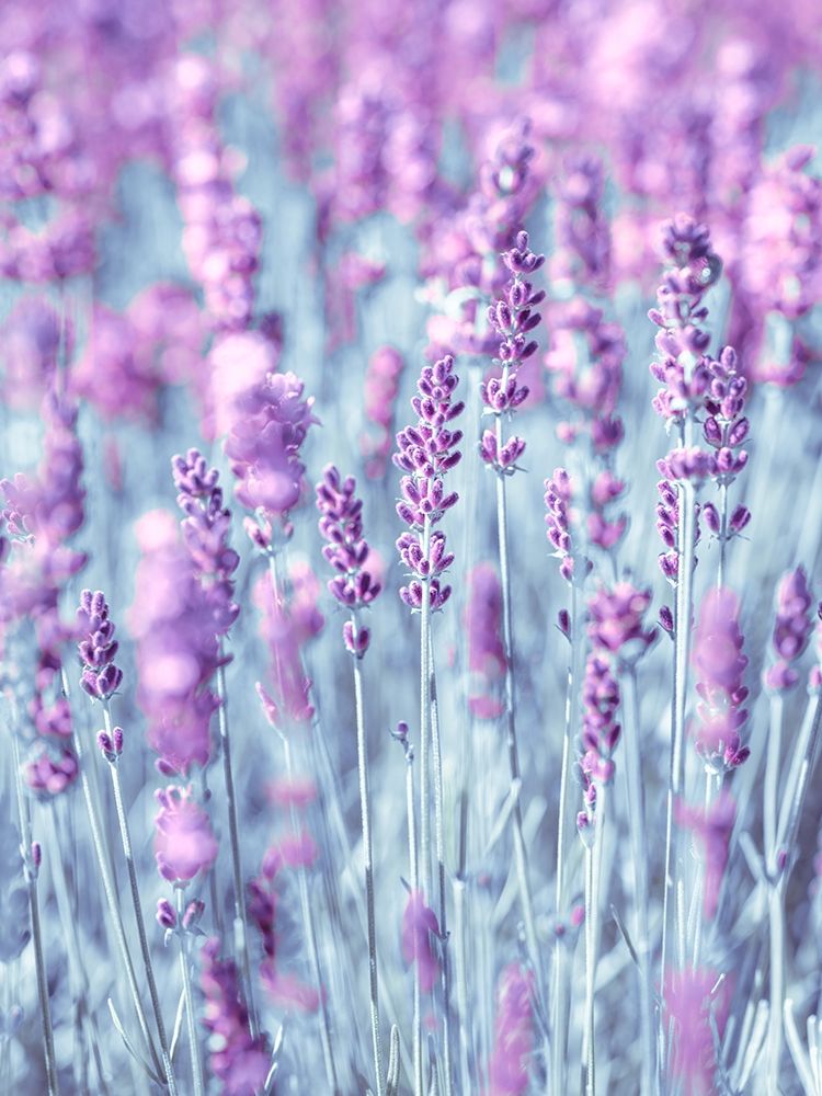 Lavender art print by Assaf Frank for $57.95 CAD