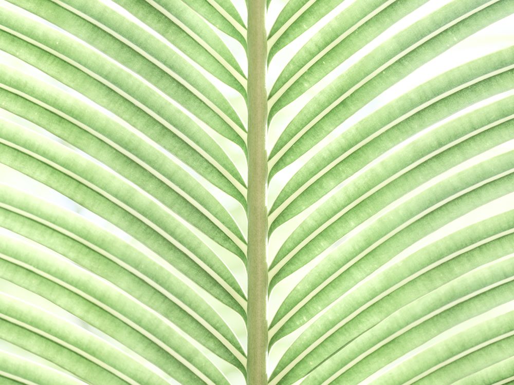 Palm leaf close-up art print by Assaf Frank for $57.95 CAD