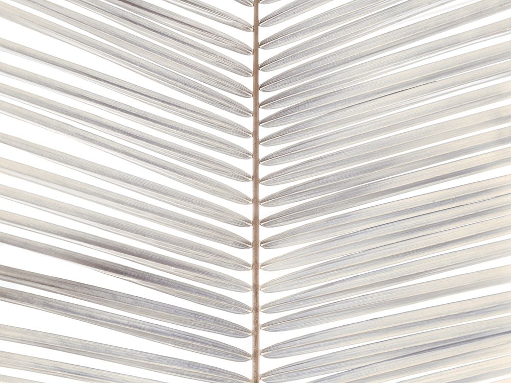 Palm leaf close-up art print by Assaf Frank for $57.95 CAD