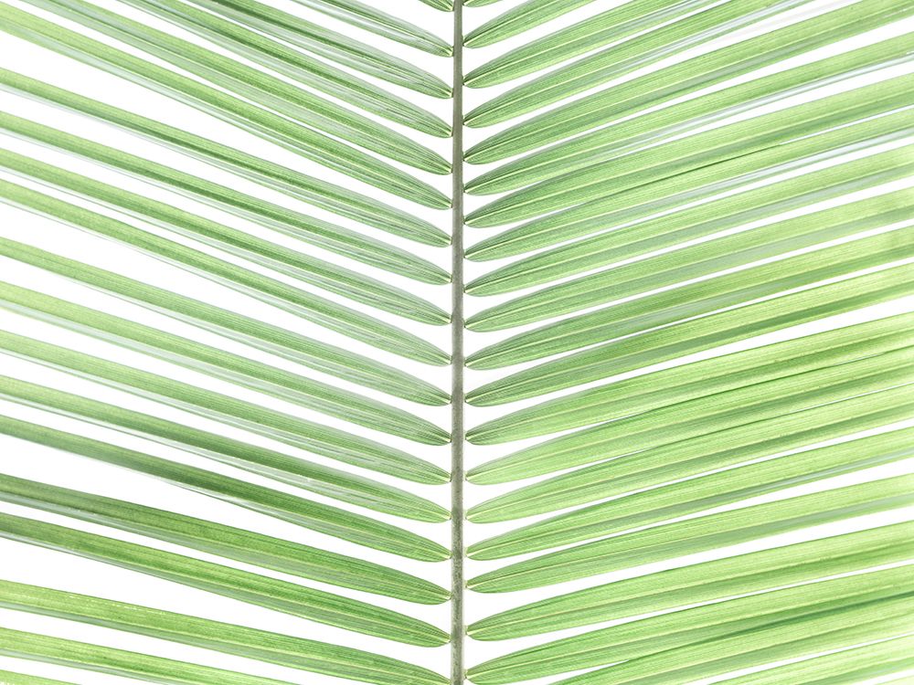Palm leaf close-up art print by Assaf Frank for $57.95 CAD