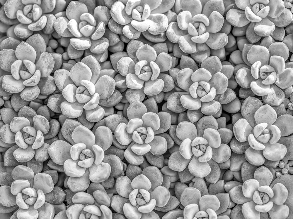 Succulents plant art print by Assaf Frank for $57.95 CAD