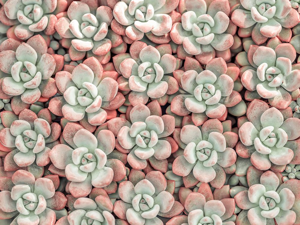 Succulents plant, full frame art print by Assaf Frank for $57.95 CAD