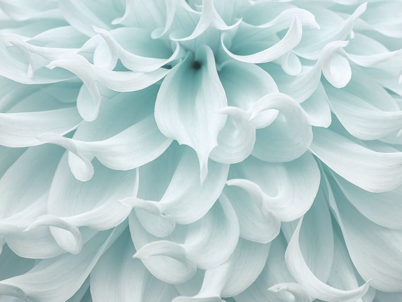 Dahlia close-up art print by Assaf Frank for $57.95 CAD
