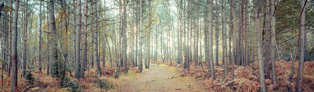 Pathway through forest art print by Assaf Frank for $57.95 CAD