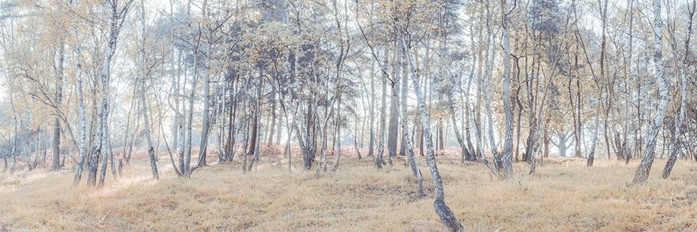 Forest with tall trees and foliage art print by Assaf Frank for $57.95 CAD