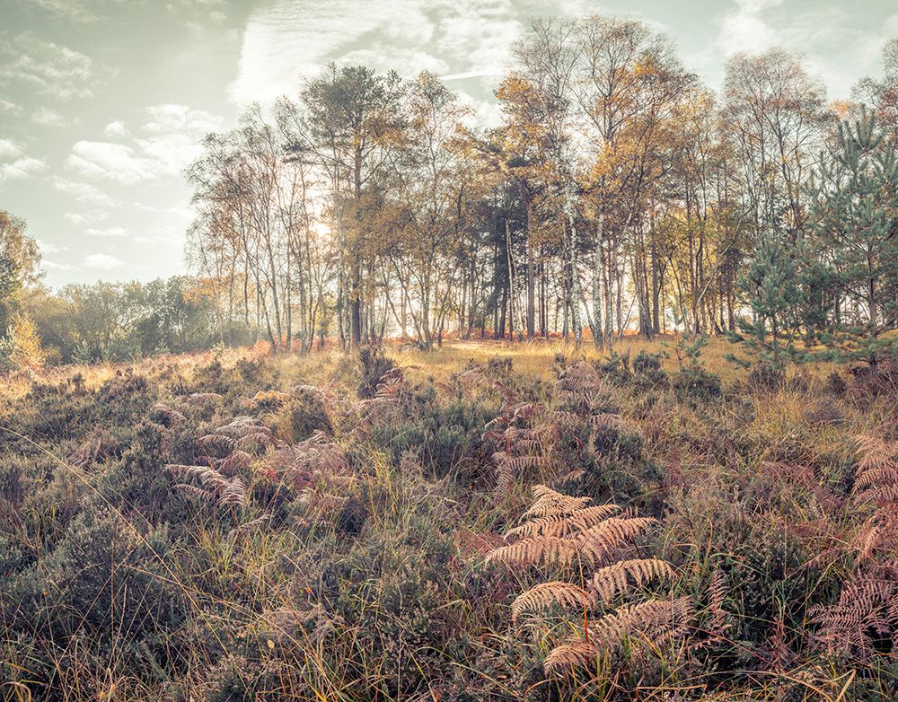 Forest with tall trees and foliage art print by Assaf Frank for $57.95 CAD
