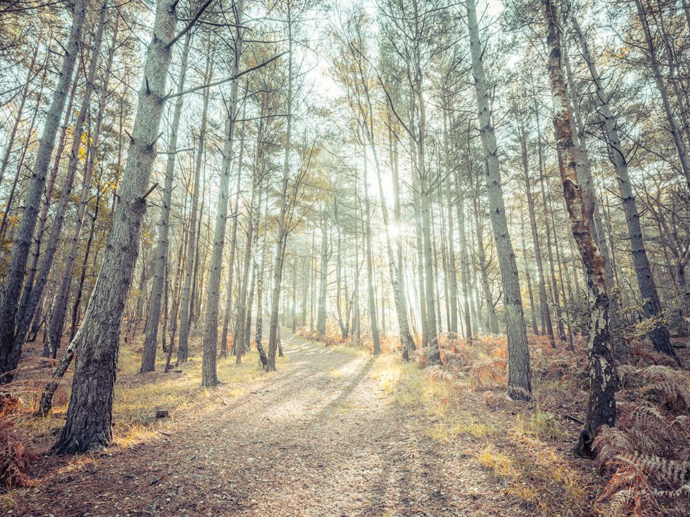 Pathway through forest art print by Assaf Frank for $57.95 CAD