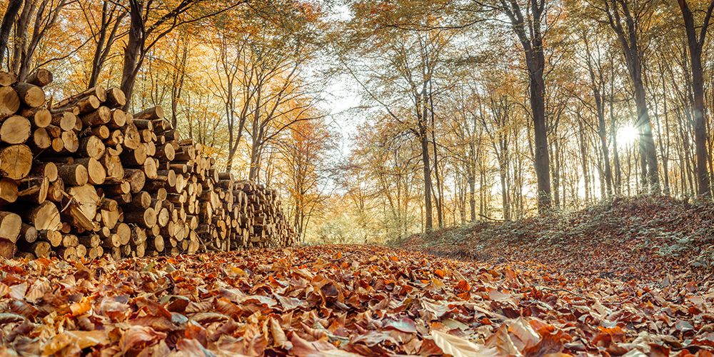 Stack of tree logs in autumn forest art print by Assaf Frank for $57.95 CAD