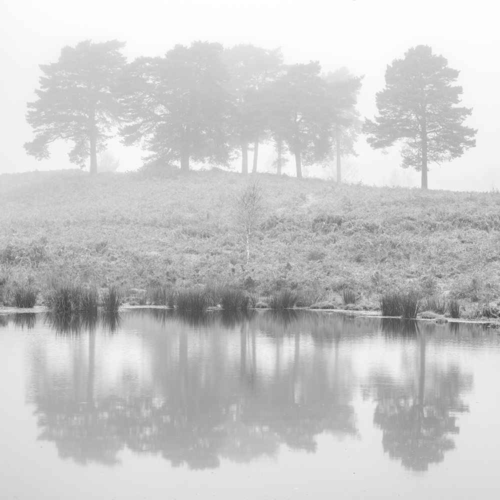Misty Pine trees-reflection art print by Assaf Frank for $57.95 CAD