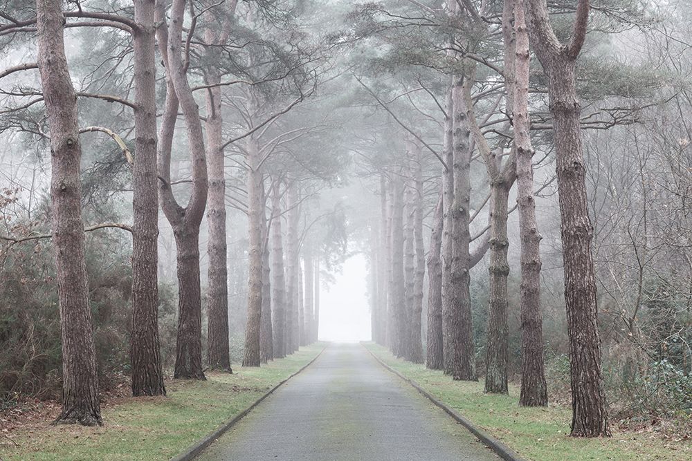 Road through mystic forest art print by Assaf Frank for $57.95 CAD