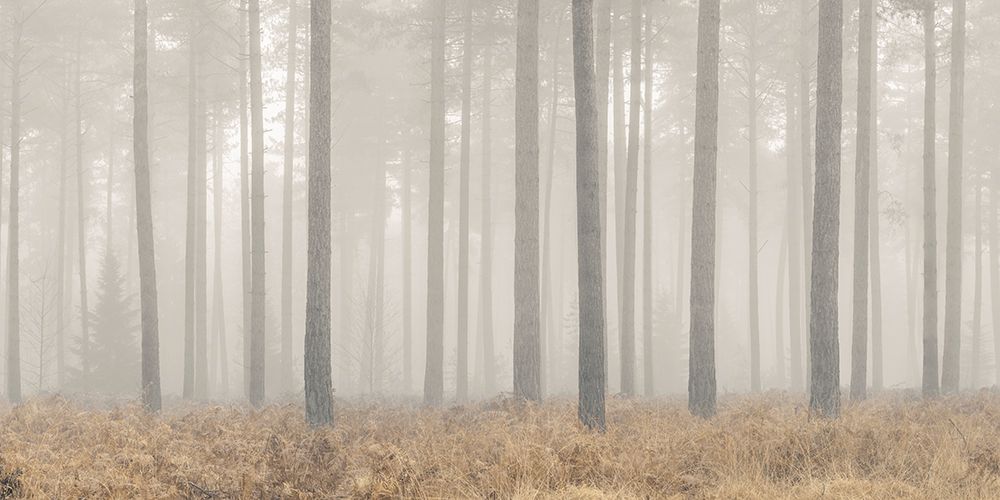 Misty Forest art print by Assaf Frank for $57.95 CAD