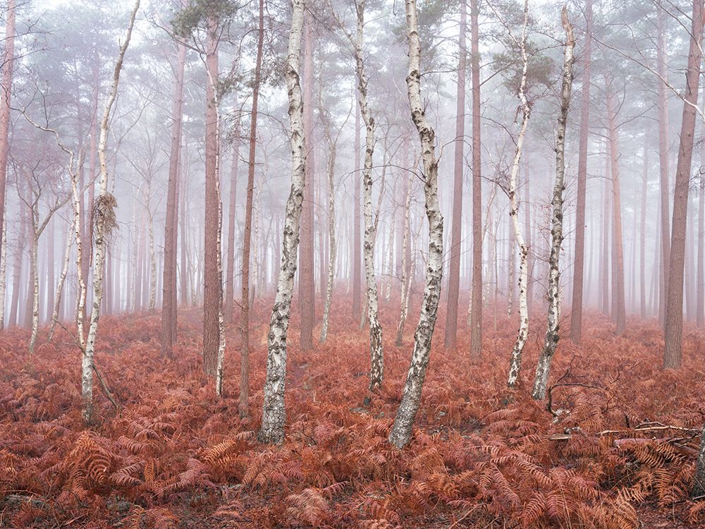 Misty Forest art print by Assaf Frank for $57.95 CAD