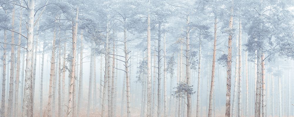 Misty Forest art print by Assaf Frank for $57.95 CAD