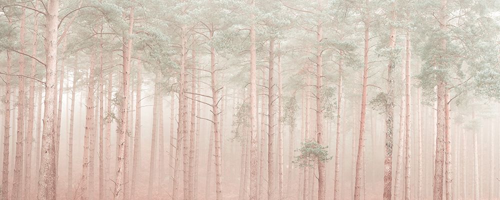 Misty Forest art print by Assaf Frank for $57.95 CAD