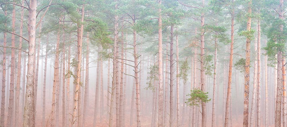 Misty Forest art print by Assaf Frank for $57.95 CAD