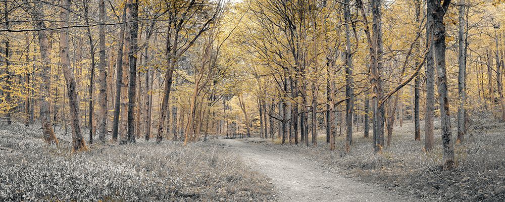 Golden forest path art print by Assaf Frank for $57.95 CAD
