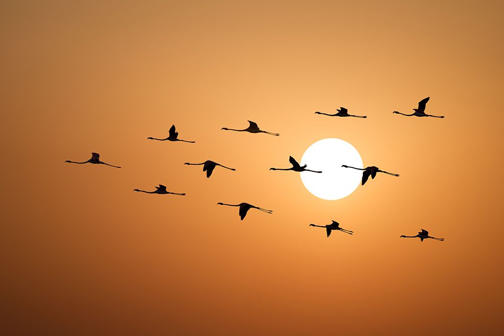 Flamingo Sunset art print by Assaf Frank for $57.95 CAD
