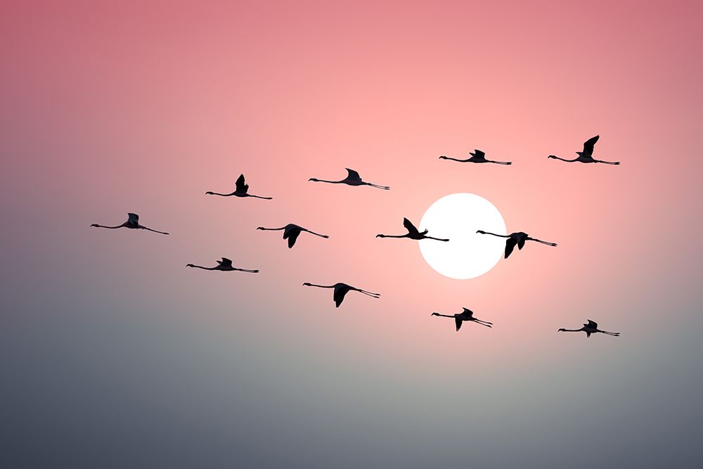 Flamingo Sunset art print by Assaf Frank for $57.95 CAD