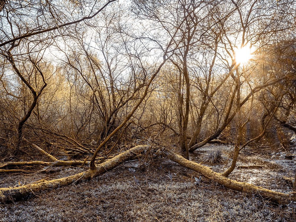 Wet Woodland with sun shining through trees art print by Assaf Frank for $57.95 CAD