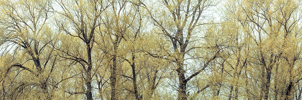 Trees in forest full frame art print by Assaf Frank for $57.95 CAD