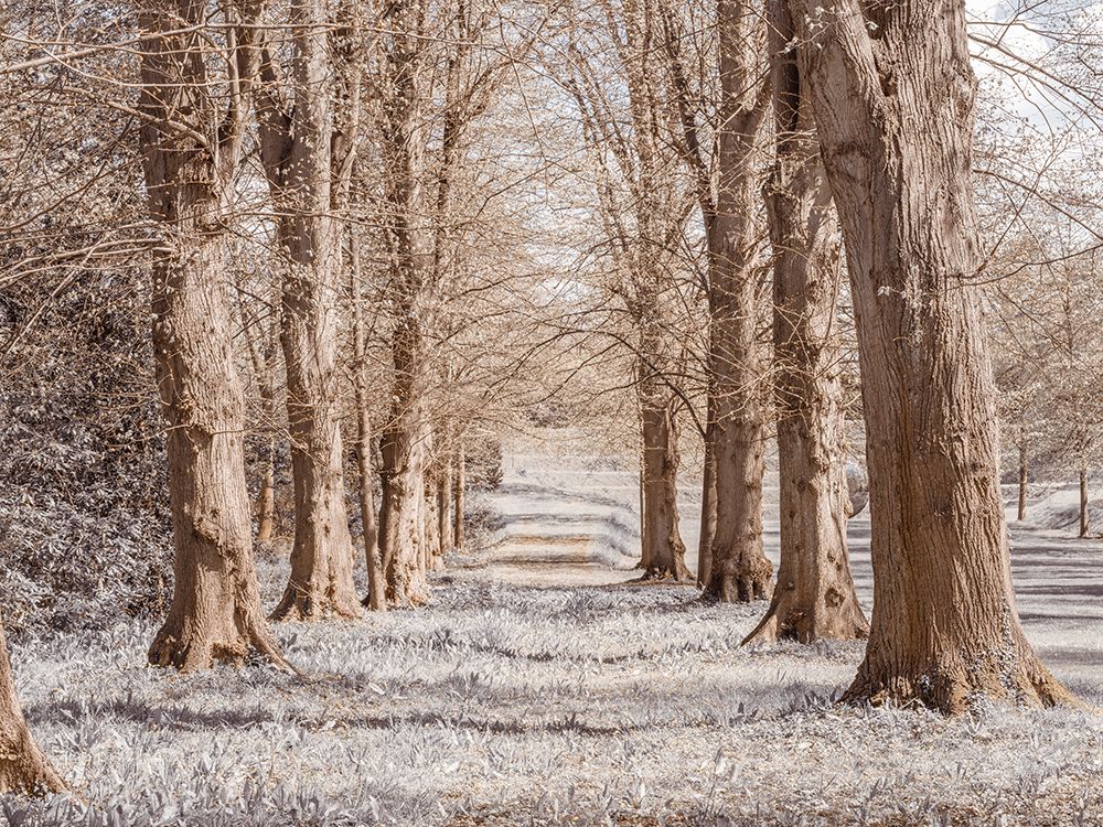 Pathway through trees in forest art print by Assaf Frank for $57.95 CAD