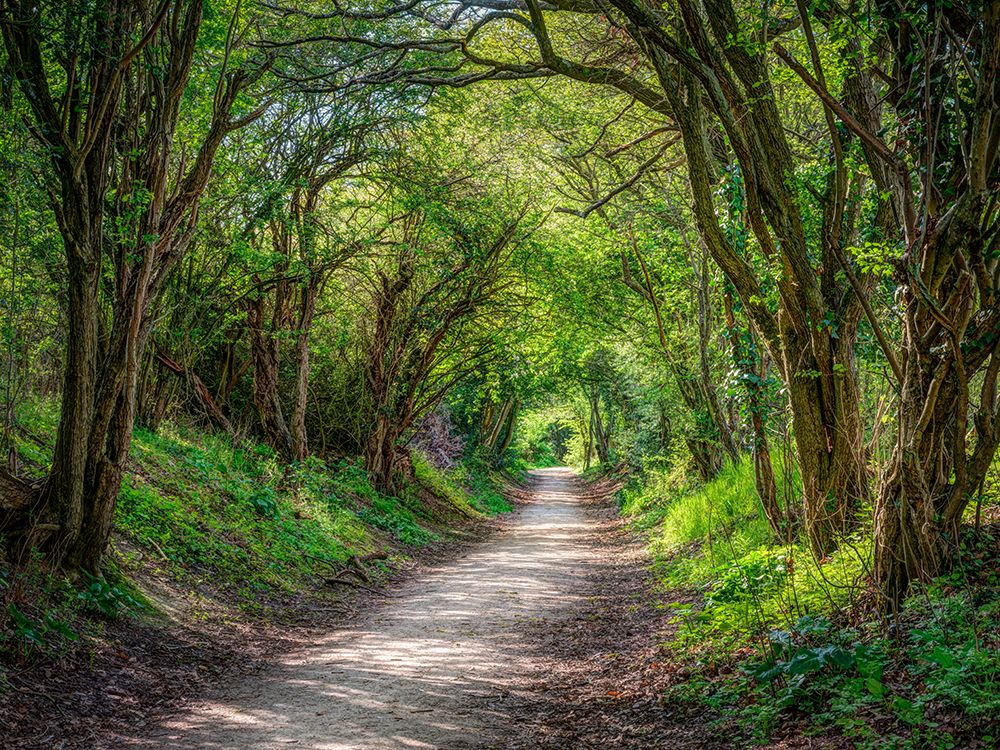 Road through dense forest art print by Assaf Frank for $57.95 CAD