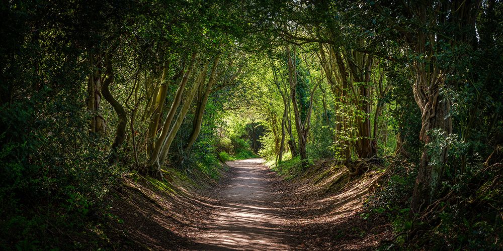 Road through dense forest art print by Assaf Frank for $57.95 CAD