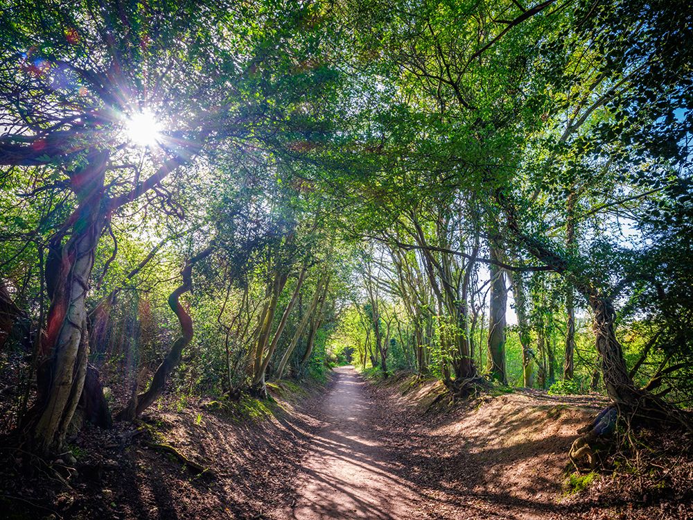 Road through dense forest art print by Assaf Frank for $57.95 CAD
