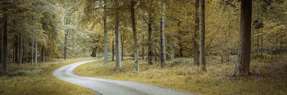 Road through dense forest art print by Assaf Frank for $57.95 CAD