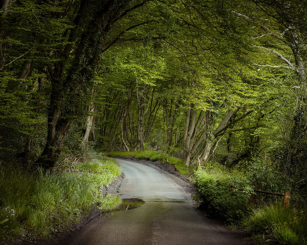 Road through dense forest art print by Assaf Frank for $57.95 CAD