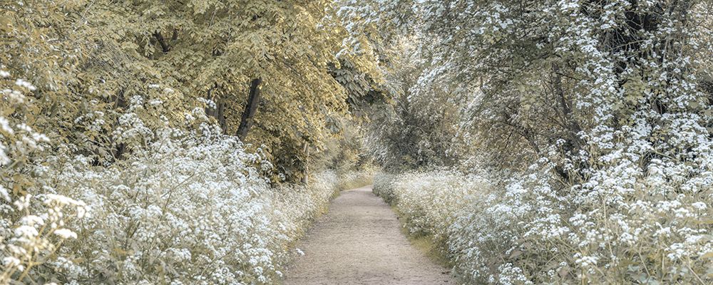 Woodland spring path art print by Assaf Frank for $57.95 CAD