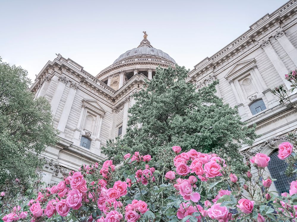 St Pauls cathedral with flower plant art print by Assaf Frank for $57.95 CAD