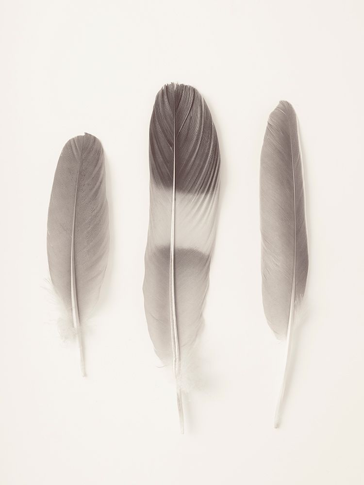 Three feathers on white background art print by Assaf Frank for $57.95 CAD