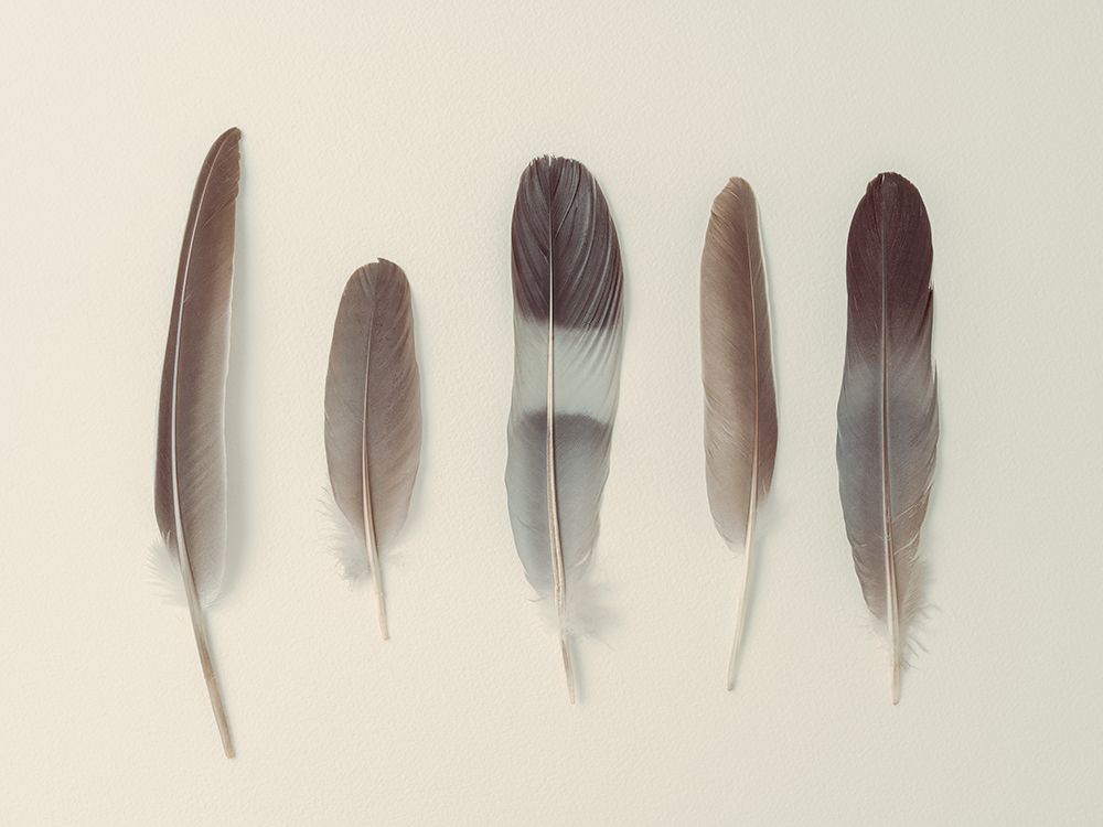 Five Muted Feathers Aligned in Serene Elegance art print by Assaf Frank for $57.95 CAD