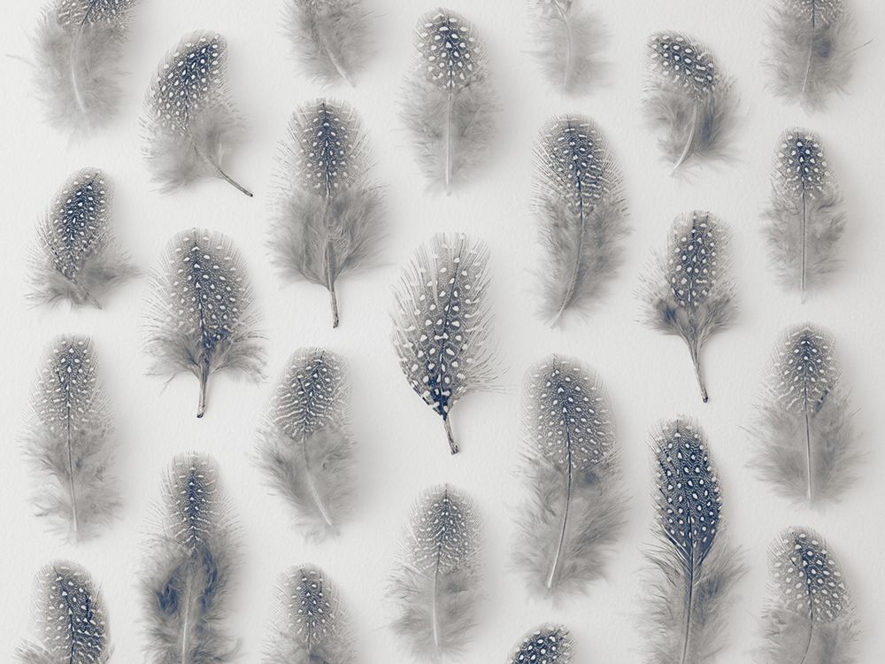 Speckled feathers in rows art print by Assaf Frank for $57.95 CAD