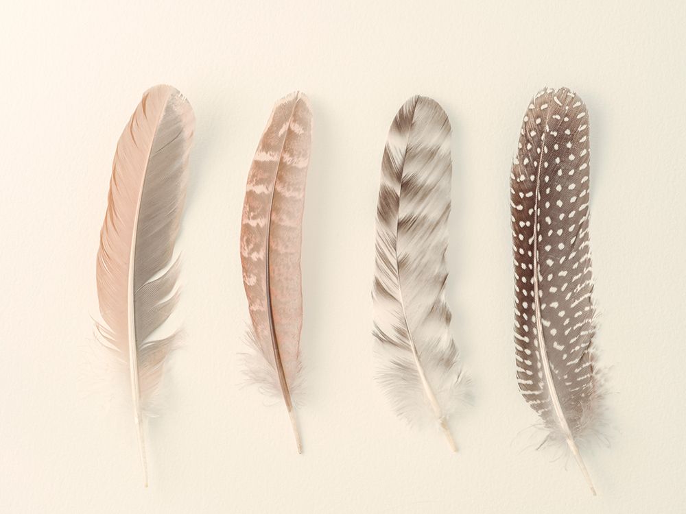 Four feathers art print by Assaf Frank for $57.95 CAD