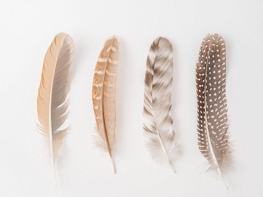 Four feathers on white background art print by Assaf Frank for $57.95 CAD