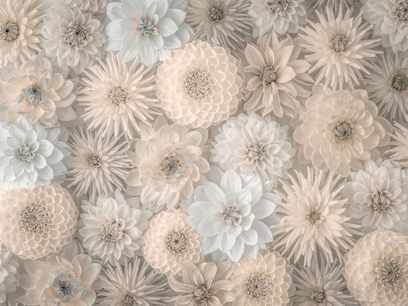 Full frame of Dahlia Flowers art print by Assaf Frank for $57.95 CAD