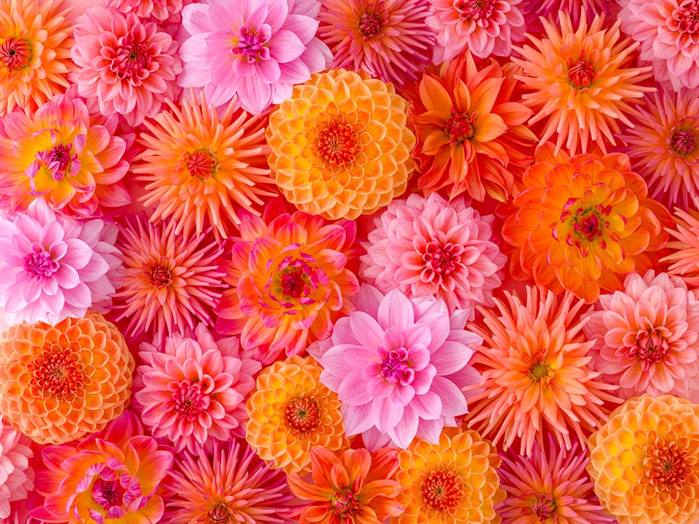 Full frame of Dahlia Flowers art print by Assaf Frank for $57.95 CAD