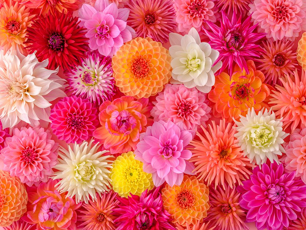 Mixed Flowers Arranged Flat art print by Assaf Frank for $57.95 CAD