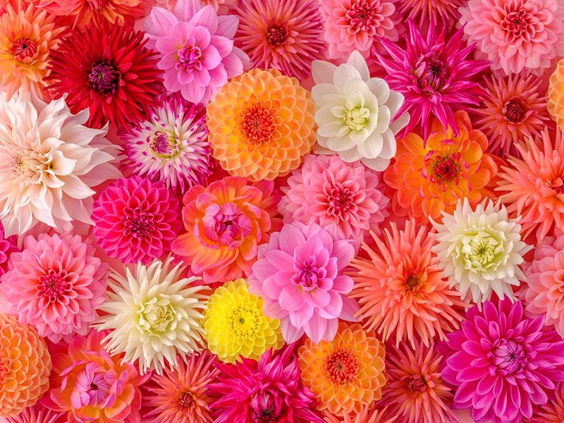 Mixed Flowers Arranged Flat art print by Assaf Frank for $57.95 CAD