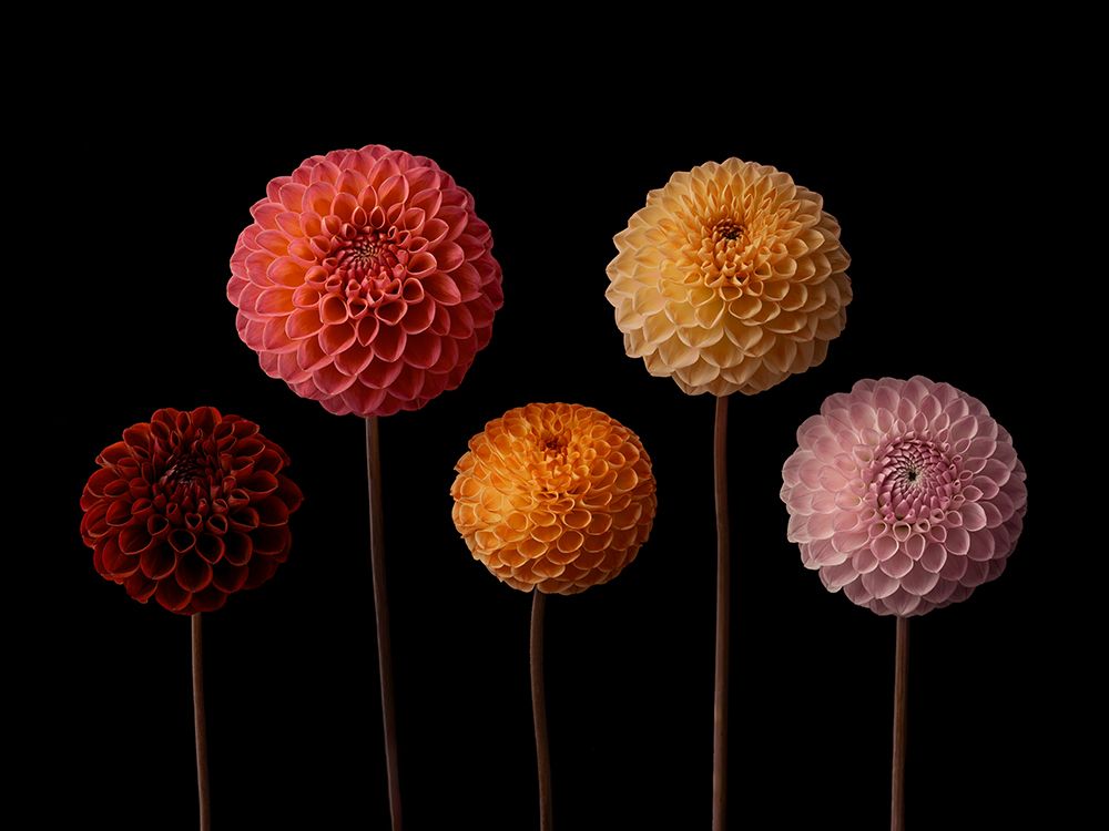 Five Dahlias on black background art print by Assaf Frank for $57.95 CAD